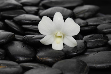 
Single white orchid on black pebbles