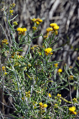 Obraz premium Seidenhaarige Schizogyne (Schizogyne sericea)