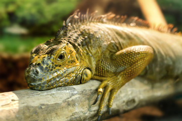 iguanas who sleeps on a thick branch