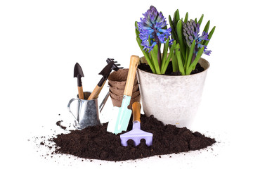 Flower in pot, ground  and garden tools