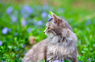 Siberian cat on flower lawn
