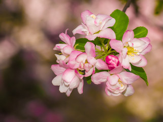 Fototapeta na wymiar Beautiful pink apple blossom flower. Soft focus.