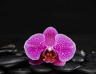 Macro of beautiful orchid on black pebbles