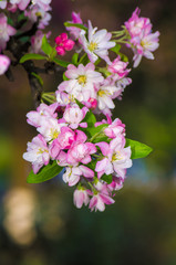 Beautiful pink apple blossom flower. Soft focus.
