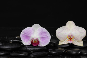 Fototapeta na wymiar beautiful two orchid and back stones background