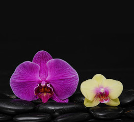 Fototapeta na wymiar beautiful pink and yellow orchid on black pebbles-black background