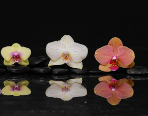 beautiful colorful orchid on black pebbles reflection