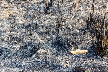 Burning of plantation area