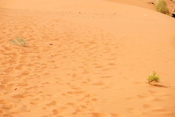 Wild Dunes in the desert with sand