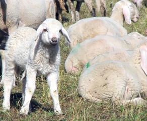 Naklejka premium Lamb of the flock of sheep graze in the Meadow