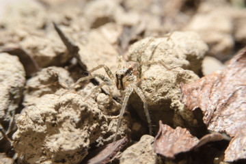 Small spider on the ground with close up detailed view.