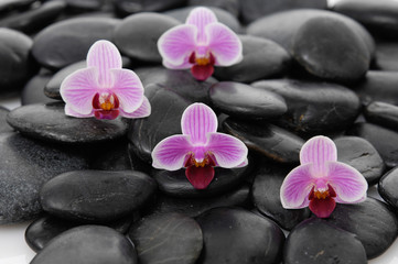 Obraz na płótnie Canvas Set of four orchid on zen stones