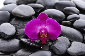 Fototapeta na wymiar Red orchid on zen pebbles