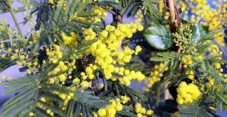 Yellow branch of mimosa flowers in March