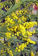 Yellow branch of mimosa flowers in March