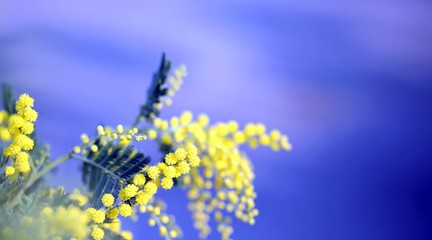 Obraz premium branch of mimosa flowers yellow in March and the blue sky