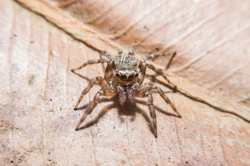 Spider on dry leaf with close up detailed view.