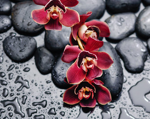 branch red orchid on black pebbles wet background