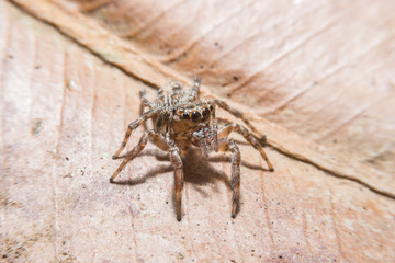 Spider on dry leaf with close up detailed view.