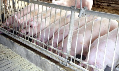 Pink pigs in the sty of the farm animal breeder