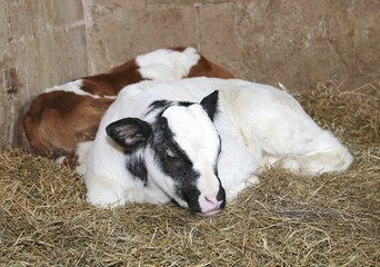 Naklejka na ściany i meble newborn calves in the barn of the farm