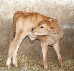 young newborn calf in the barn of the farm animal breeder