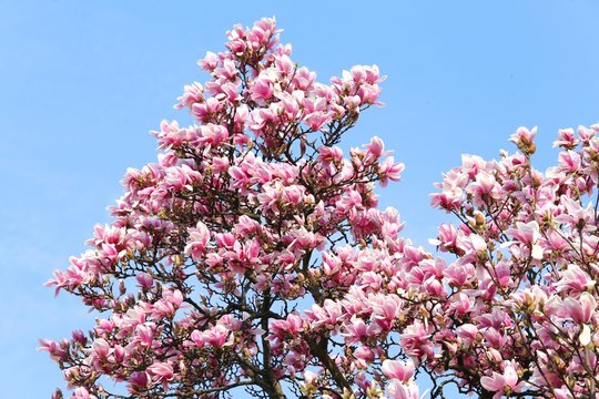 magnolia flower blossoms bloom on the tree in spring
