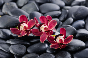 Naklejka na ściany i meble branch red orchid on black pebbles 