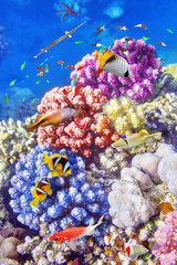 Naklejka premium Underwater world with corals and tropical fish.