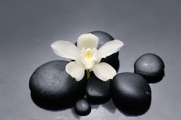 Fototapeta na wymiar Single beautiful white orchid on black pebbles