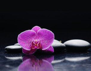 beautiful pink orchid on black stone