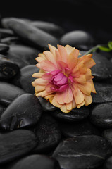 ranunculus flower and black stones background