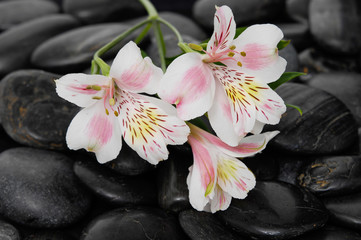 Set of branch orchid on wet black stones