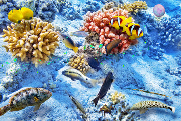 Plakat Underwater world with corals and tropical fish.