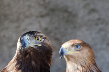 portrait of a golden eagle against the rock