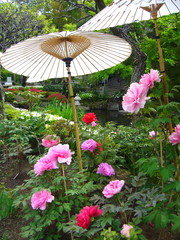 Fototapeta na wymiar 芍薬と和傘
