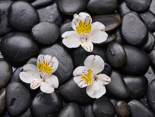 Fototapeta na wymiar beautiful three orchid and back stones background