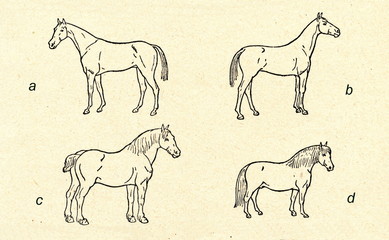Horse breeds: hot (a), warm (b) and cold blood (c, d)