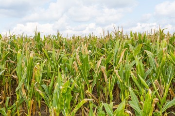 Fototapeta premium Corn field under blue sky