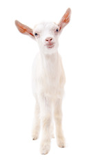 Portrait of a white goat in full length