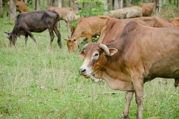 cow in thailand