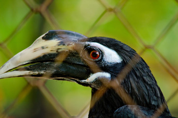 hornbill is big bird