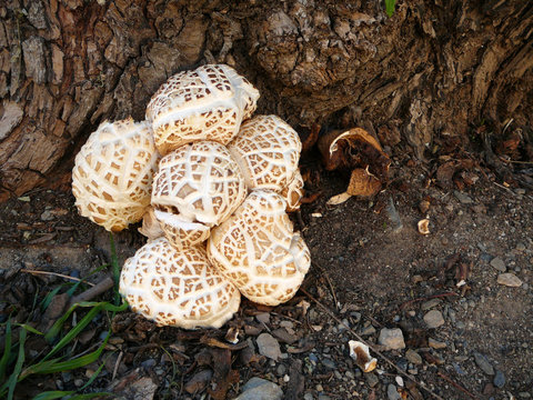 Puffball Mushrums
