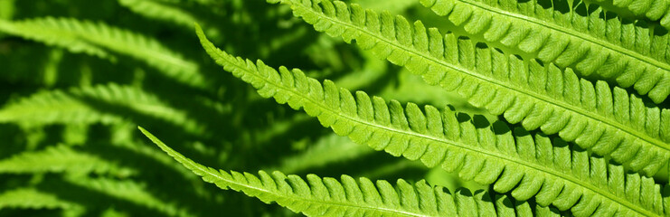 Leaves of fern © Photographee.eu