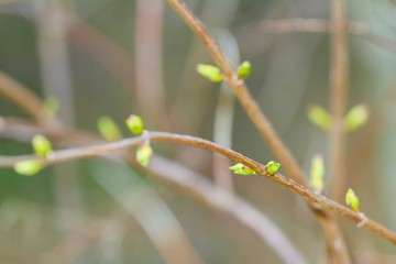 Opening lime green color buds in early springtime on tree branch