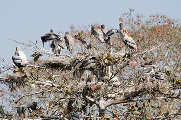 Painted Stork