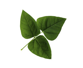 Green leaf of Winged bean isolated