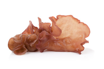 black fungus,Jew's Ear Mushroom on white background