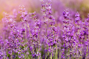 Purple fields of lavender flowers, sunset time
