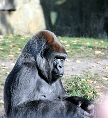 Flachlandgorillas